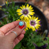 4.75 Egyptian Turquoise Sterling Silver Ring (Size 4.75)